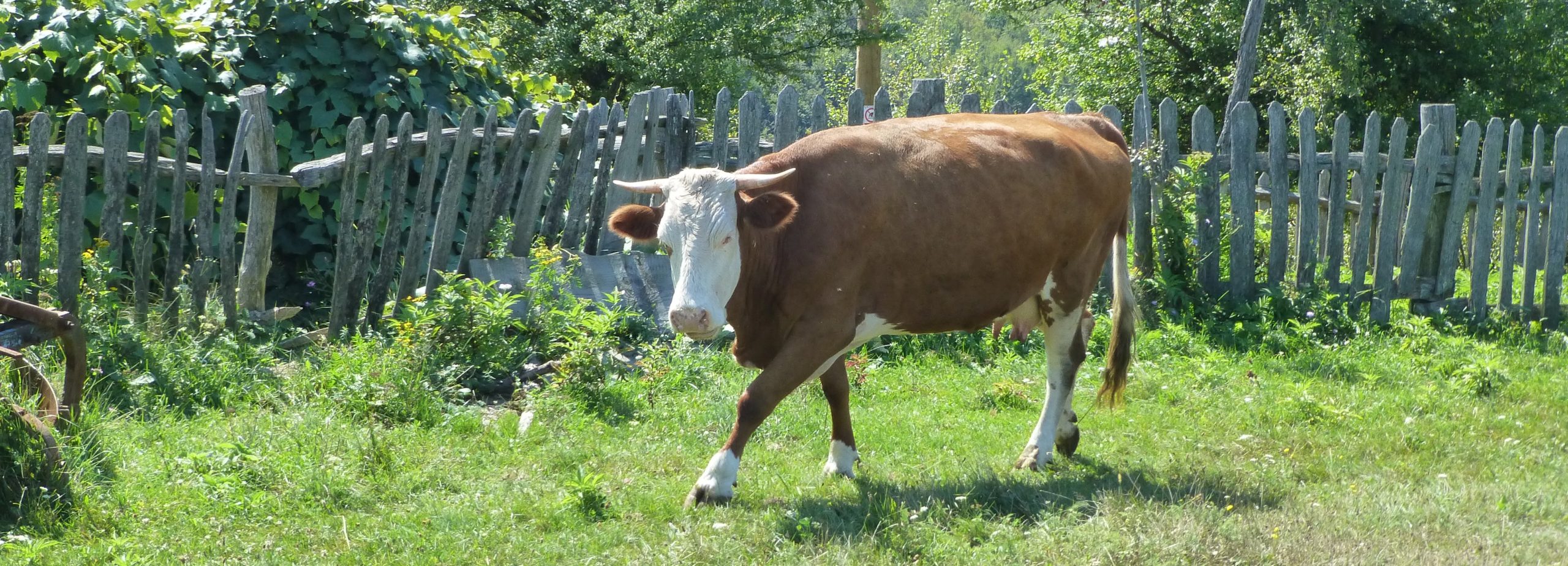 Výlet do Banátu 2016